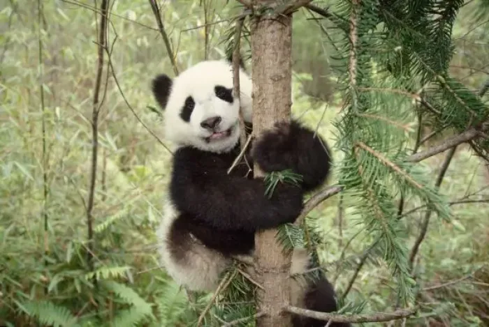 Framed Print : Panda cub playing
