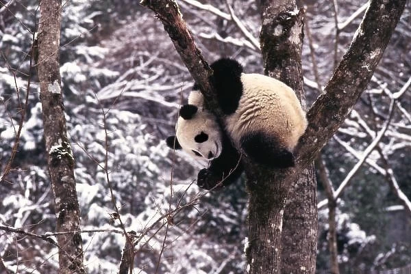 Panda cub playing on tree covered with snow, Wolong, Sichuan Province, China