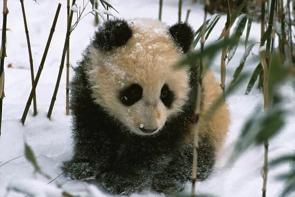Panda cub on snow