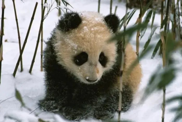 Framed Print : Panda cub on snow