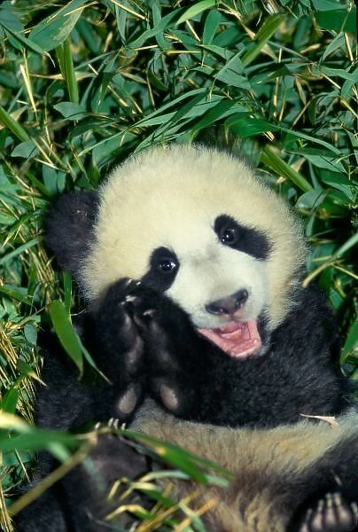 Panda cub, Wolong, Sichuan, China