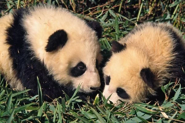 Two panda cubs