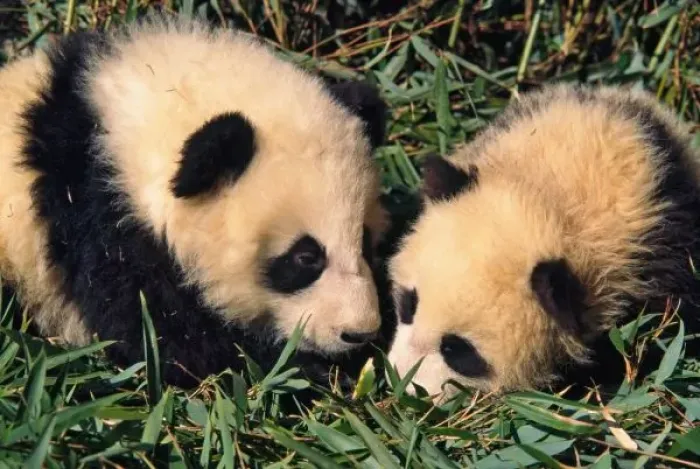 Framed Print : Two panda cubs