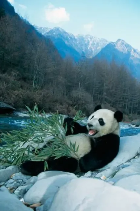 Framed Print : Panda eating bamboo by river bank, Wolong, Sichuan, China Framed Print : Panda eating bamboo by river bank, Wolong, Sichuan, China