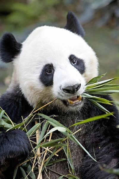 Panda eating bamboo shoots ( Alluropoda Melanoleuca ) at a Panda reserve Unesco World Heritage site