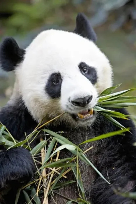 Framed Print : Panda eating bamboo shoots ( Alluropoda Melanoleuca ) at a Panda reserve Unesco World Heritage site