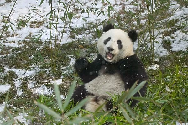 Panda eating bamboo on snow, Wolong, Sichuan, China