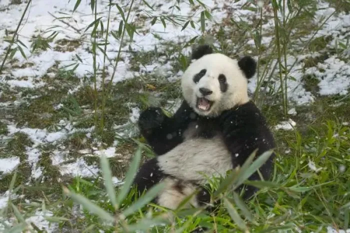 Framed Print : Panda eating bamboo on snow, Wolong, Sichuan, China Framed Print : Panda eating bamboo on snow, Wolong, Sichuan, China