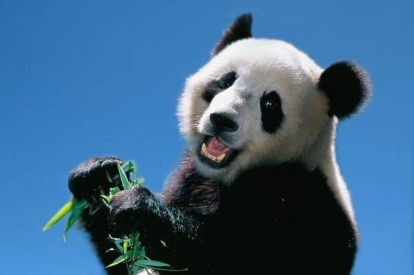 Panda eating bamboo, Wolong, Sichuan, China