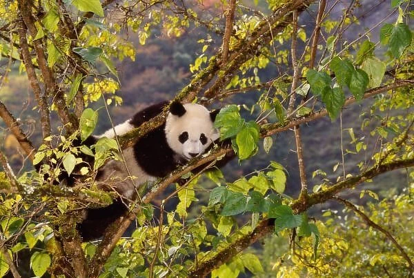 Panda on tree with