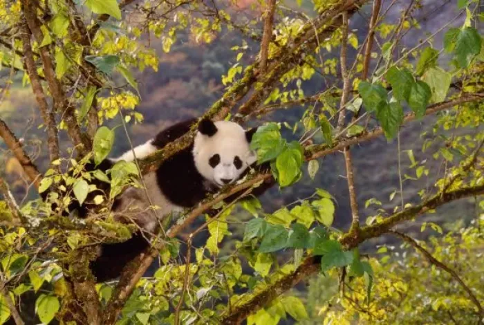 Framed Print : Panda on tree with