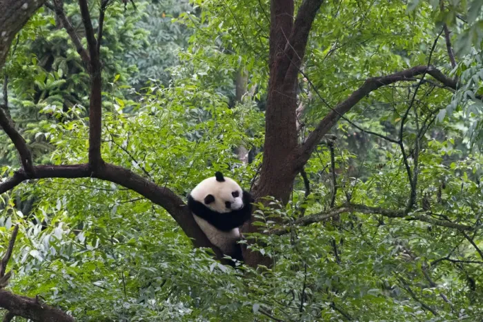 Framed Print : Panda on tree, Panda Reserve, Ya an, Sichuan, China Framed Print : Panda on tree, Panda Reserve, Ya an, Sichuan, China