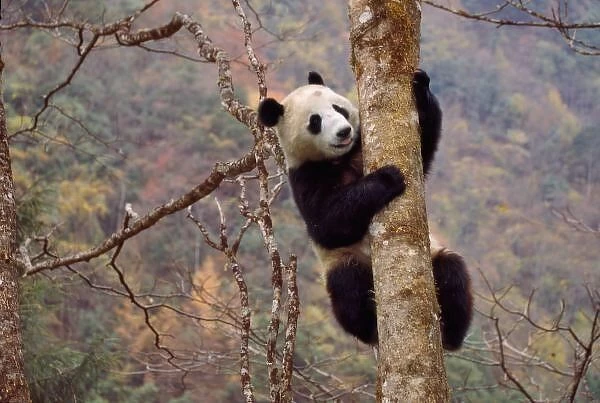 Panda on tree, Wolong, Sichuan, China
