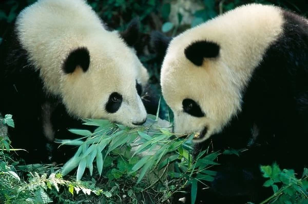 Two pandas eating
