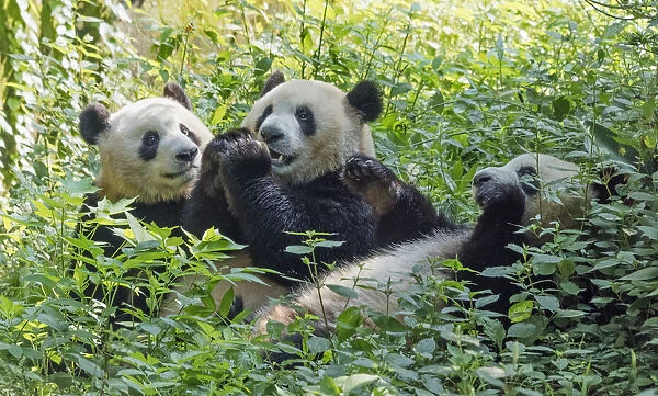 Pandas eating bamboo, Chengdu, Sichuan Province, China