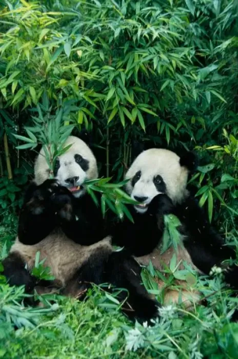 Framed Print : Two pandas eating bamboo together, Wolong, Sichuan, China