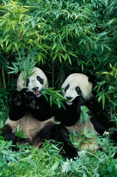 Two pandas eating bamboo together, Wolong, Sichuan, China