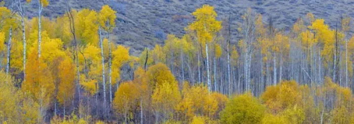 Framed Print : Panorama. Aspens. Winthrop. Western Washington