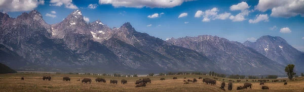 Panorama. Buffalo Herd with Grand Teton Mountains behind. Grand Teton National Park