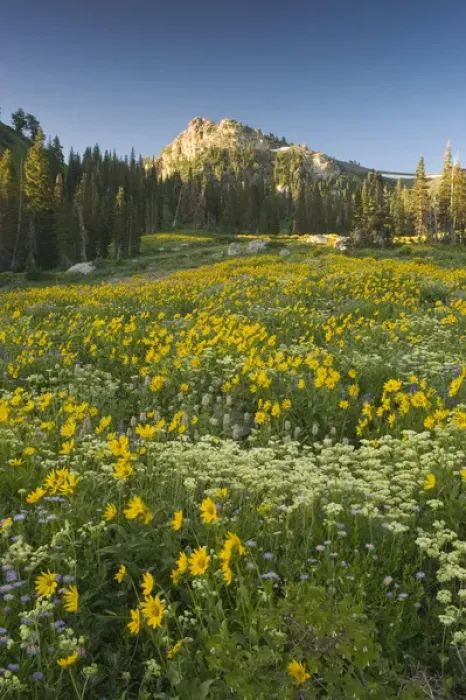 Framed Print : Panoramic Field of Wildflowers, Arnica SP, Urticifolia Horse Mint, Cow Parsnip Framed Print : Panoramic Field of Wildflowers, Arnica SP, Urticifolia Horse Mint, Cow Parsnip