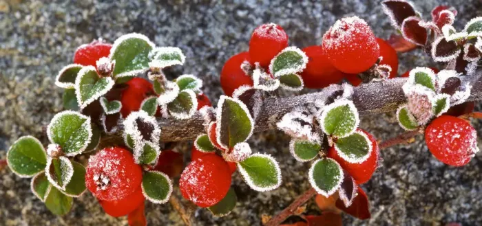 Framed Print : Panoramic image of frost on red berries