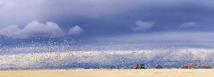 Framed Print : Panoramic of snow geese blasting off in barlkey field near Fairfield, Montana, USA Framed Print : Panoramic of snow geese blasting off in barlkey field near Fairfield, Montana, USA