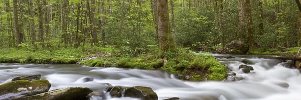 Panoramic of Straight Fork Creek in spring, Great Smoky Mountains National Park