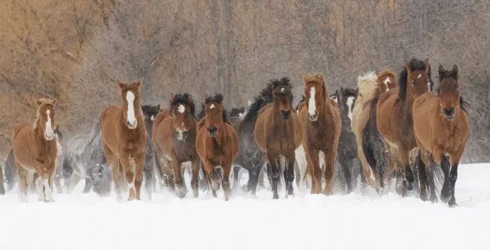 Framed Print : Panoramic view of rodeo horses running during winter roundup, Kalispell, Montana Framed Print : Panoramic view of rodeo horses running during winter roundup, Kalispell, Montana
