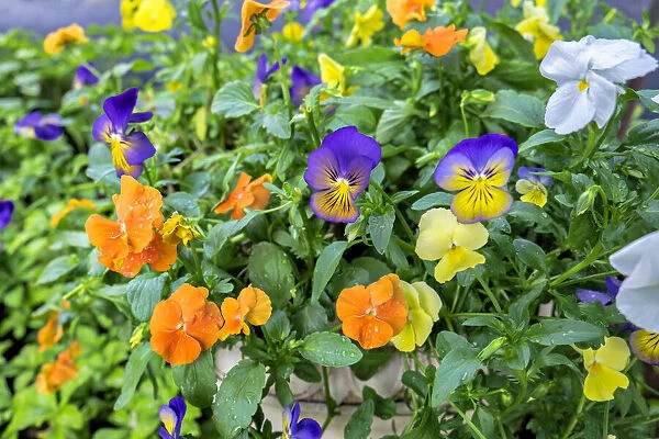Pansies with morning dew, USA