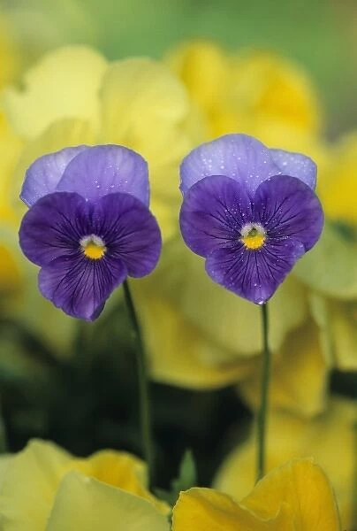 Two Pansy Faces in Garden