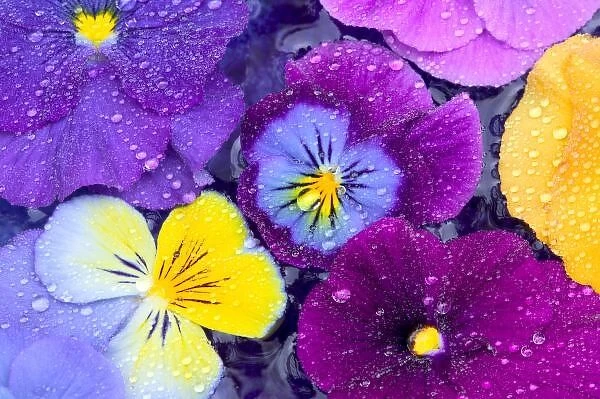 Pansy flowers floating in bird bath with dew drops on them, Sammamish Washington