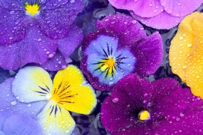 Framed Print : Pansy flowers floating in bird bath with dew drops on them, Sammamish Washington