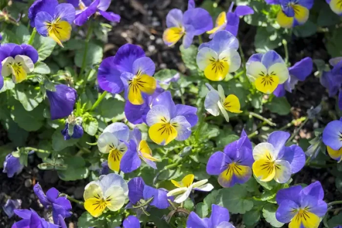 Framed Print : Pansy in garden