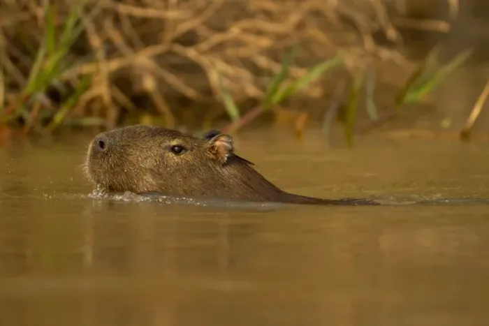 Framed Print : Pantanal, Brazil, Capybara, Hydrochoerus hydrochaeris, swimming in the jungle