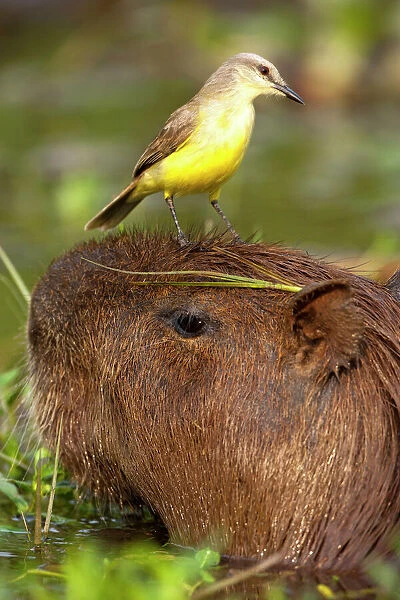 Pantanal, Brazil, Cattle Tyrant, Machetornis rixosus, riding on the head of a Capybara