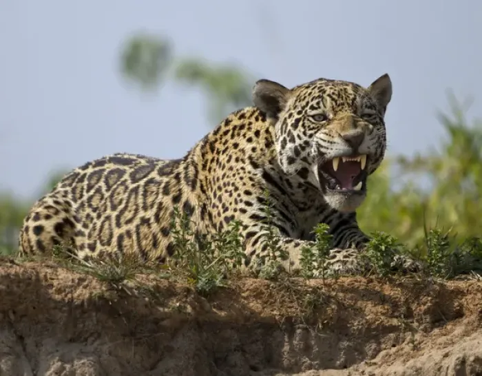Framed Print : Pantanal, Brazil, South America Jaguar, Panthera onca, yawning Framed Print : Pantanal, Brazil, South America Jaguar, Panthera onca, yawning