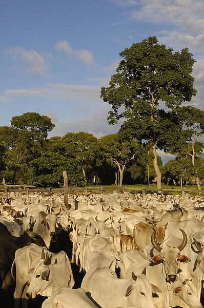 Pantanal cattle being herded. Once a month buyers pass through all the Fazendas buying cattle