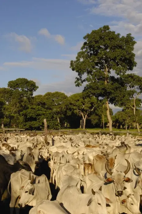 Framed Print : Pantanal cattle being herded. Once a month buyers pass through all the Fazendas buying cattle Framed Print : Pantanal cattle being herded. Once a month buyers pass through all the Fazendas buying cattle