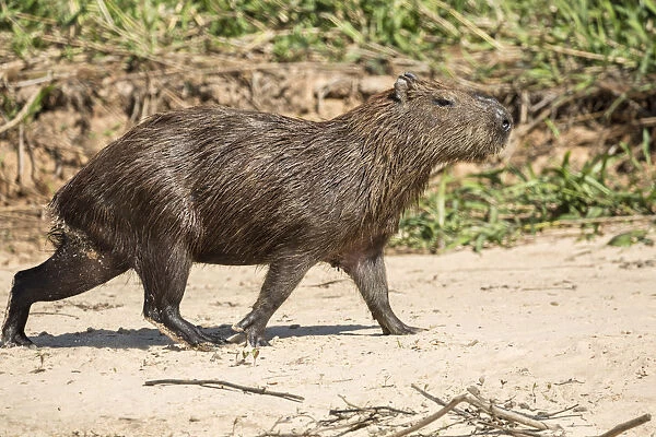 Pantanal, Mato Grosso, Brazil. Adult capybara walking on a sandy beach