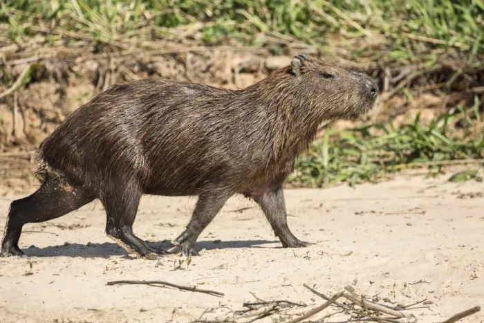 Framed Print : Pantanal, Mato Grosso, Brazil. Adult capybara walking on a sandy beach