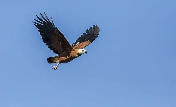 Pantanal, Mato Grosso, Brazil. Black-Collared Hawk in flight