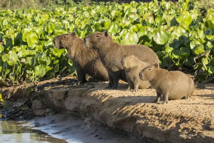 Framed Print : Pantanal, Mato Grosso, Brazil. Capybara family portrait along the riverbank of the Cuiaba River Framed Print : Pantanal, Mato Grosso, Brazil. Capybara family portrait along the riverbank of the Cuiaba River