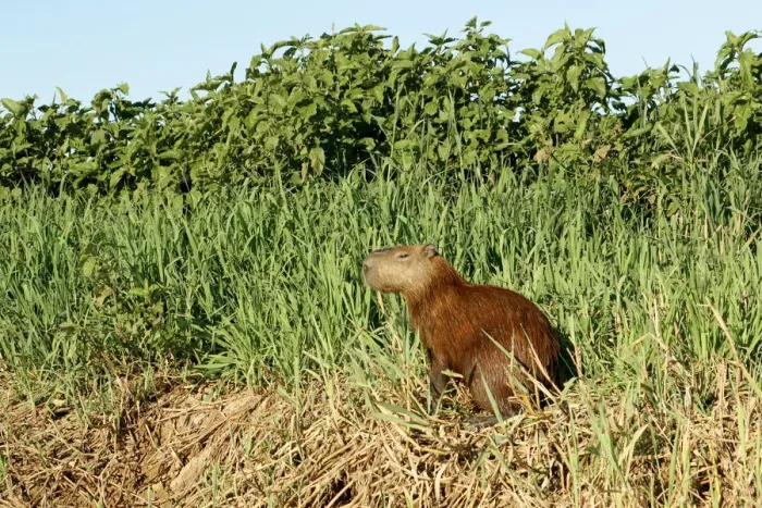 Framed Print : Pantanal, Mato Grosso, Brazil. Capybara resting on the riverbank of the Cuiaba River Framed Print : Pantanal, Mato Grosso, Brazil. Capybara resting on the riverbank of the Cuiaba River