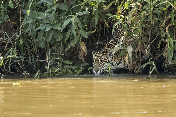 Pantanal, Mato Grosso, Brazil. Female jaguar climbing down to the Cuiaba River to get a drink