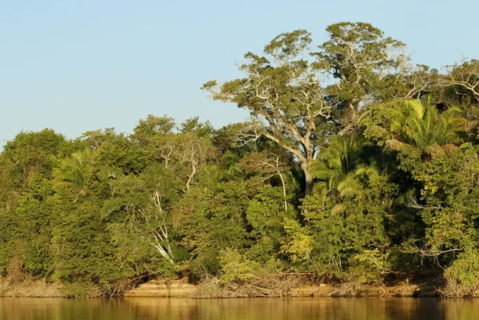 Framed Print : Pantanal, Mato Grosso, Brazil. Forest in early morning seen along the Cuiaba river