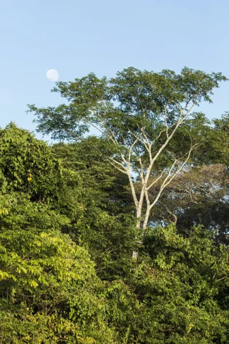 Framed Print : Pantanal, Mato Grosso, Brazil. Forest and moon seen in early morning along the Cuiaba river Framed Print : Pantanal, Mato Grosso, Brazil. Forest and moon seen in early morning along the Cuiaba river