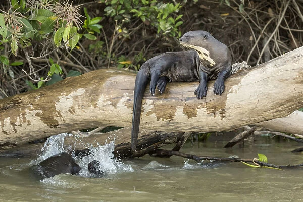 Pantanal, Mato Grosso, Brazil. Giant river otter reclining on a log while others