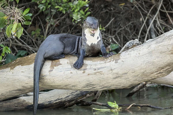 Pantanal, Mato Grosso, Brazil. Giant River Otter growling at other who want on the log