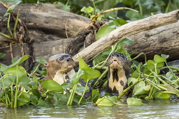 Pantanal, Mato Grosso, Brazil. Two giant river otters swimming in the water hyacinths