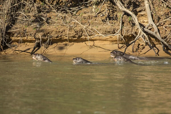 Pantanal, Mato Grosso, Brazil. Four Giant River Otters hunting fish together
